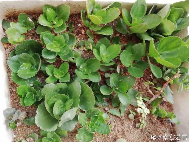 12种懒人花,一年四季都能开,阳台养花必备