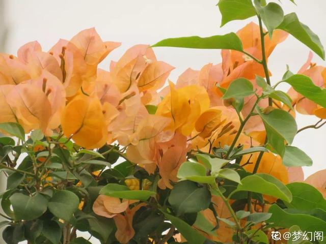 12种懒人花,一年四季都能开,阳台养花必备