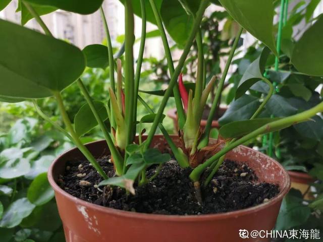 12种懒人花,一年四季都能开,阳台养花必备