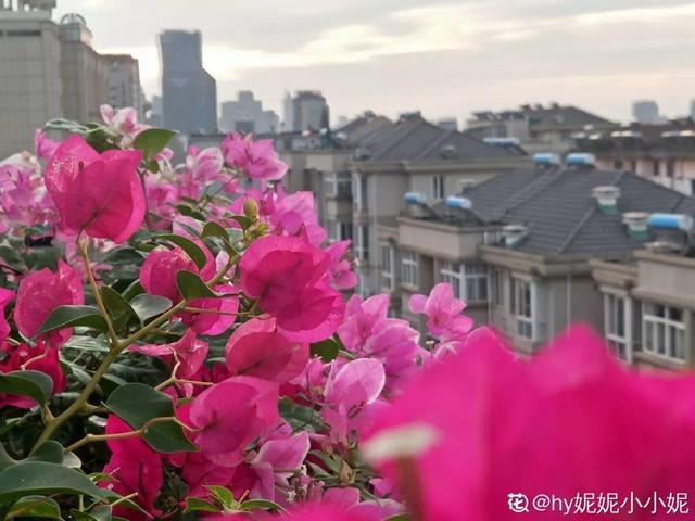 12种懒人花,一年四季都能开,阳台养花必备