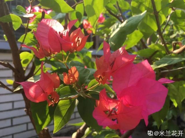 12种懒人花,一年四季都能开,阳台养花必备