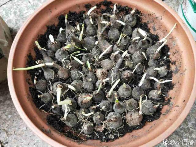 12种懒人花,一年四季都能开,阳台养花必备