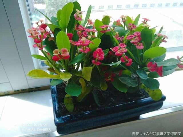 12种懒人花,一年四季都能开,阳台养花必备