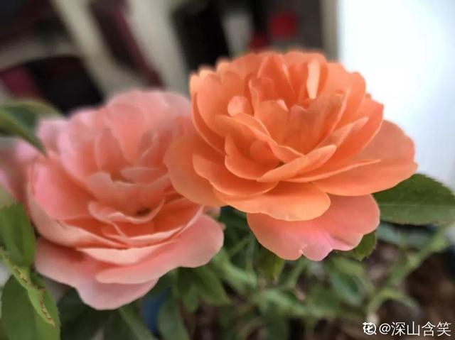 12种懒人花,一年四季都能开,阳台养花必备
