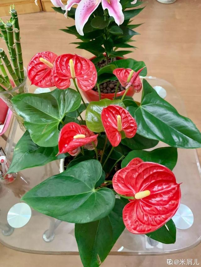 12种懒人花,一年四季都能开,阳台养花必备