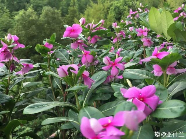 12种懒人花,一年四季都能开,阳台养花必备
