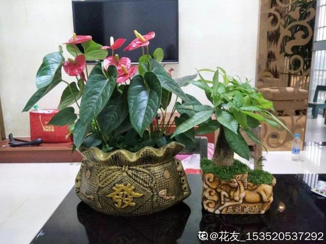 12种懒人花,一年四季都能开,阳台养花必备