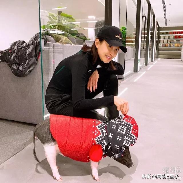 沙雕!网友在医院偶遇宋茜,竟是因她的宠物猪走路崴到脚