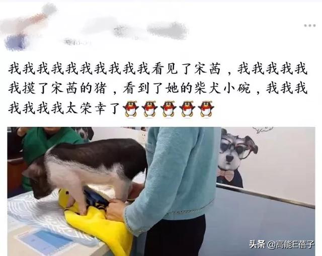 沙雕!网友在医院偶遇宋茜,竟是因她的宠物猪走路崴到脚