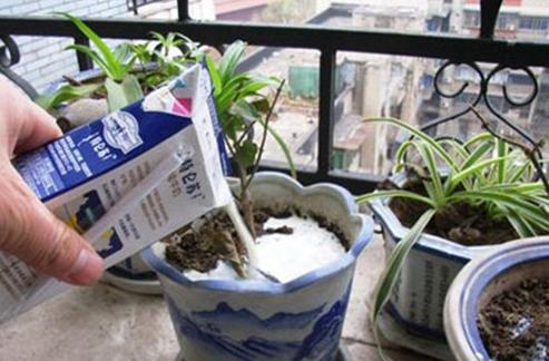 啤酒水直接浇花,少做一步,花卉黄叶没得救!
