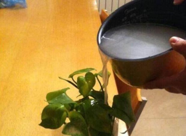 啤酒水直接浇花,少做一步,花卉黄叶没得救!