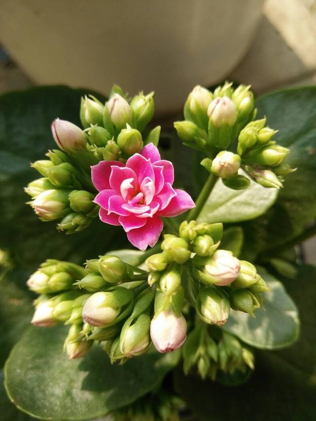 啤酒水直接浇花,少做一步,花卉黄叶没得救!