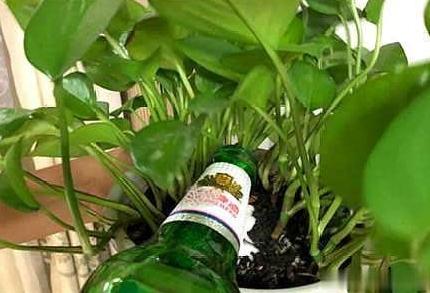 啤酒水直接浇花,少做一步,花卉黄叶没得救!