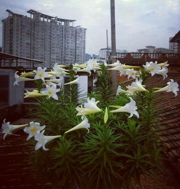 养这10种花真挣钱，今年种1棵，明年能收获一麻袋