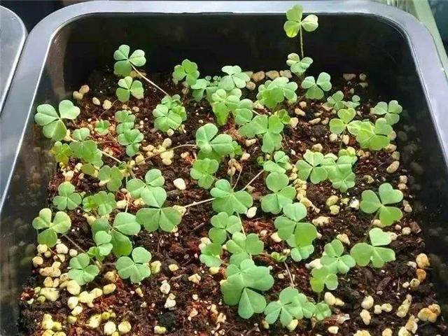 养这10种花真挣钱，今年种1棵，明年能收获一麻袋