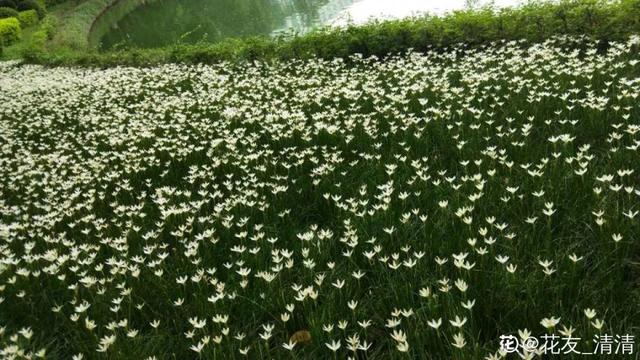 养这10种花真挣钱，今年种1棵，明年能收获一麻袋