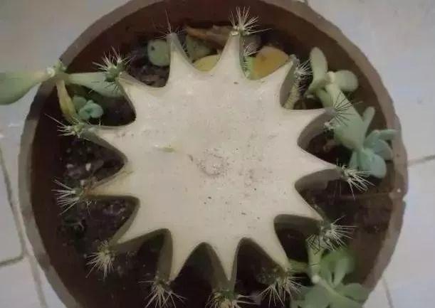 养这10种花真挣钱，今年种1棵，明年能收获一麻袋