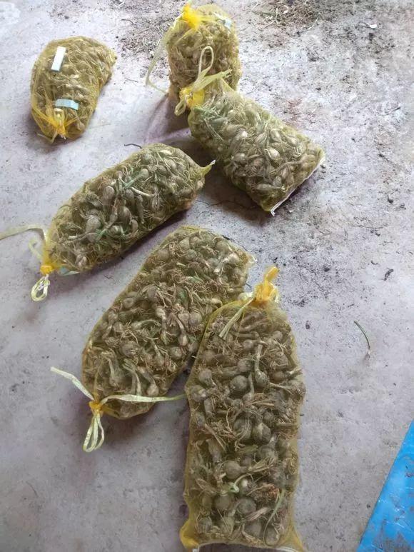养这10种花真挣钱，今年种1棵，明年能收获一麻袋