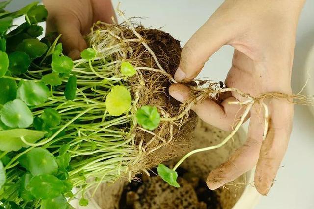 养这10种花真挣钱，今年种1棵，明年能收获一麻袋