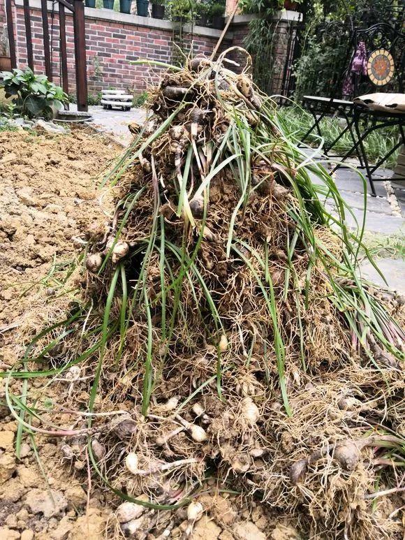 养这10种花真挣钱，今年种1棵，明年能收获一麻袋