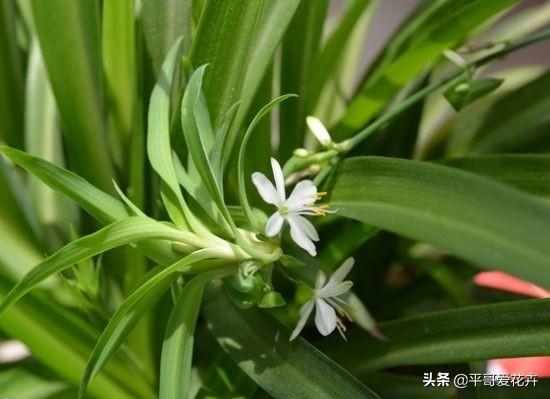 家里的绿萝、吊兰、芦荟快要死了?学会这样做,快速让它起死回生