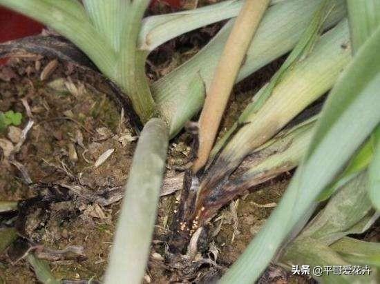 家里的绿萝、吊兰、芦荟快要死了?学会这样做,快速让它起死回生