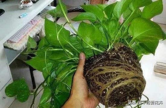 家里的绿萝、吊兰、芦荟快要死了?学会这样做,快速让它起死回生