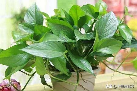 家里的绿萝、吊兰、芦荟快要死了?学会这样做,快速让它起死回生