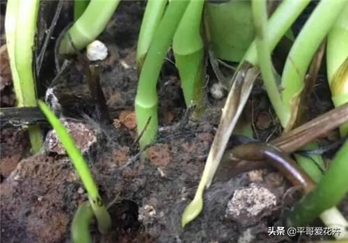 家里的绿萝、吊兰、芦荟快要死了?学会这样做,快速让它起死回生