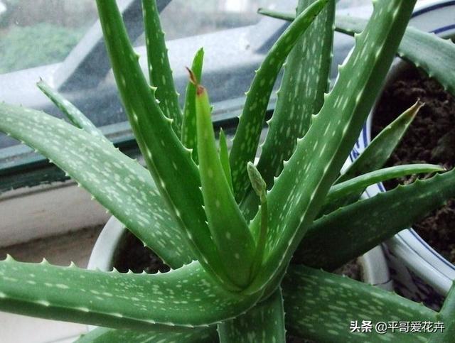 家里的绿萝、吊兰、芦荟快要死了?学会这样做,快速让它起死回生