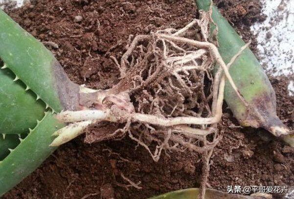 家里的绿萝、吊兰、芦荟快要死了?学会这样做,快速让它起死回生