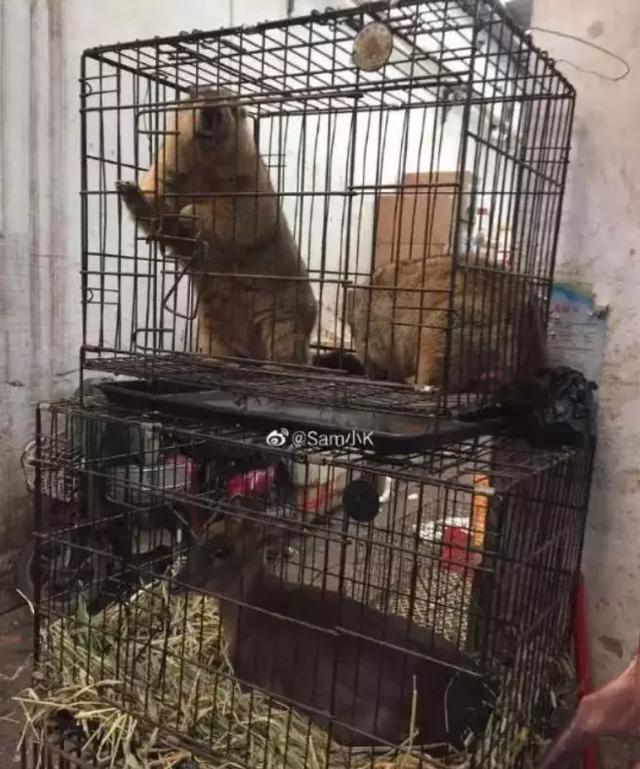 起底华南海鲜市场及幕后老板:谁在放纵地下野味市场?