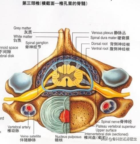 70%的颈椎病疼痛患者,盲目相信按摩,连类型都没搞清楚