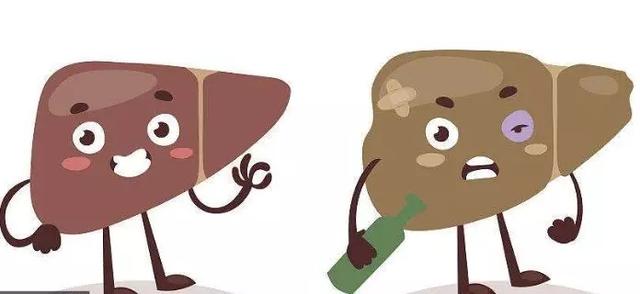 酒精肝和脂肪肝有什么区别？预防方法都有哪些？