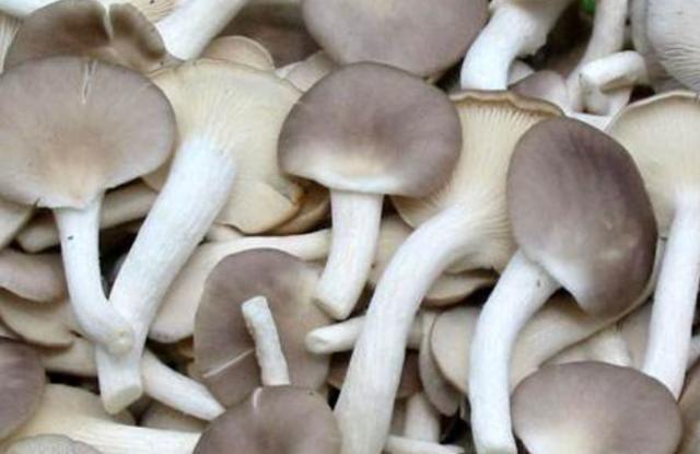 是人都怕癌,但癌却“怕”这6物,坚持吃,或抑制癌细胞生长