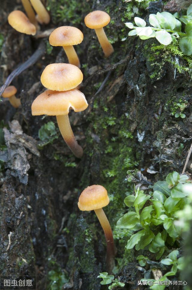 虫草花和冬虫夏草有很大区别,了解后,你还会喝虫草花炖鸡汤吗?