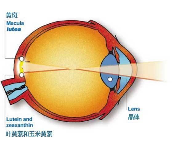疫情防控隔离期间，多摄取叶黄素可以保护视力