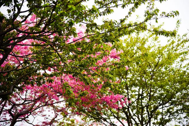 在家云旅游：中国最美赏樱胜地，藏在福建小山村，种植10万株樱花