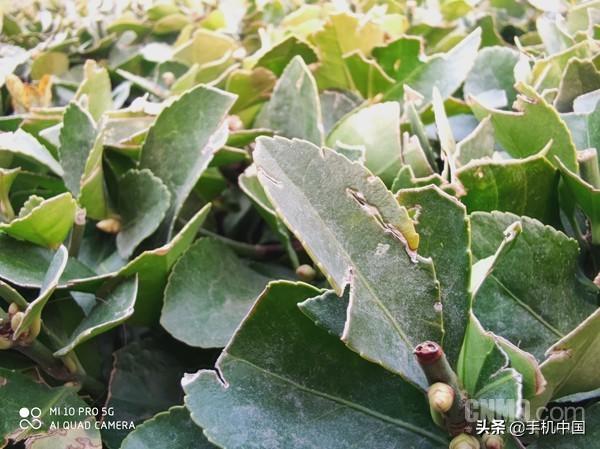 “10年磨一舰”小米10 Pro评测:一名不偏科的优等生