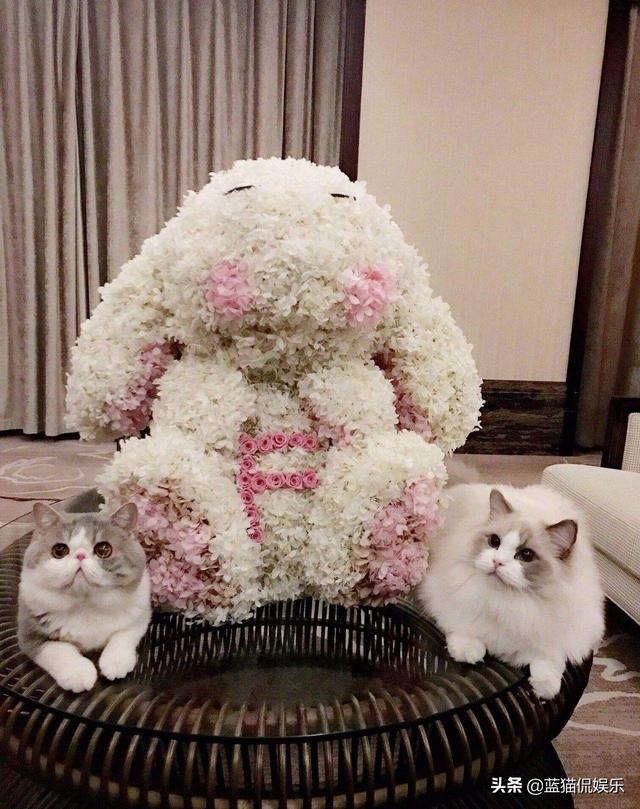 明星情人节哪家强?杨紫李现成最大赢家,陈赫还是不敢晒出张子萱