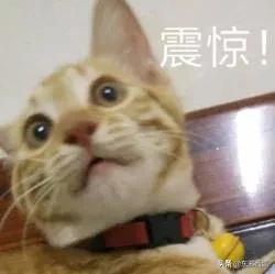 靠诈骗假口罩C位出道!他真的不值得半点同情好吗