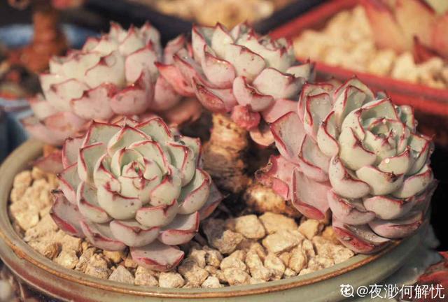 4年多肉迷的养肉技巧,从小白到高手,是如何炼成的!(下)