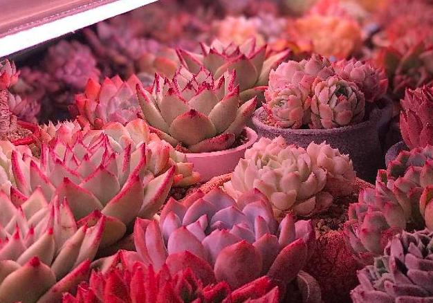 4年多肉迷的养肉技巧,从小白到高手,是如何炼成的!(下)