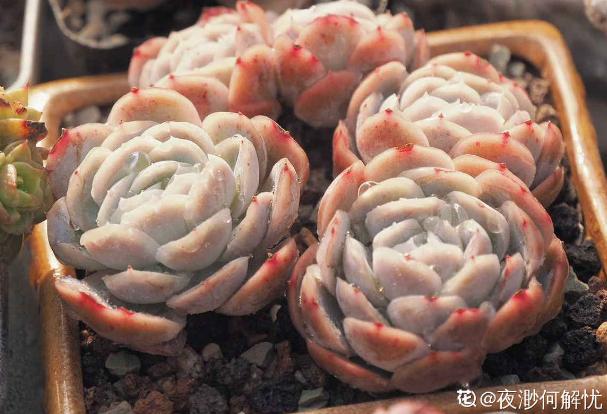 4年多肉迷的养肉技巧,从小白到高手,是如何炼成的!(下)