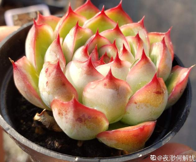 4年多肉迷的养肉技巧,从小白到高手,是如何炼成的!(下)