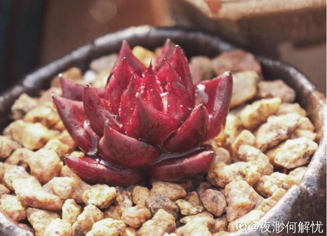 4年多肉迷的养肉技巧,从小白到高手,是如何炼成的!(下)