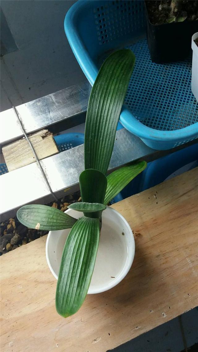 君子兰换盆时要剪根?别太随意,剪错会整盆死