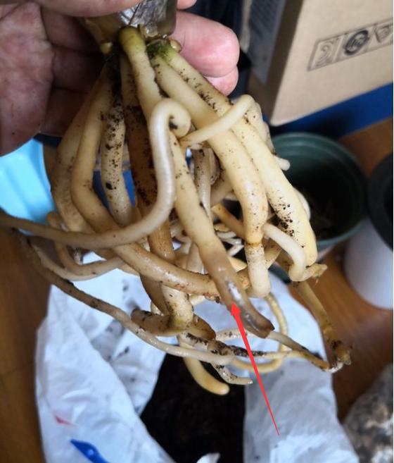 君子兰换盆时要剪根?别太随意,剪错会整盆死