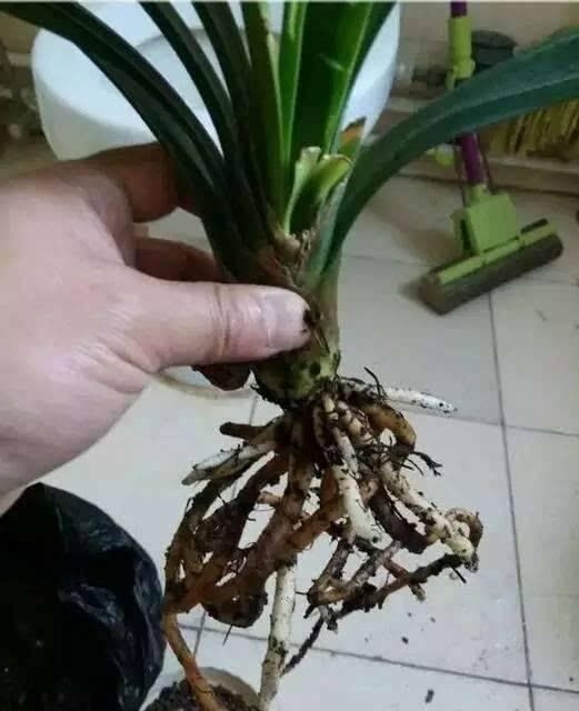 君子兰换盆时要剪根?别太随意,剪错会整盆死