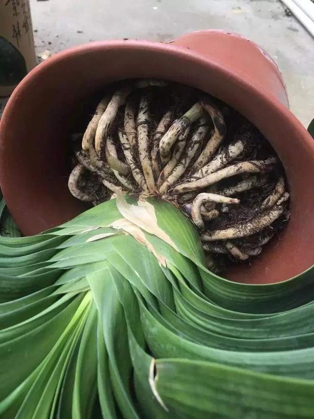 君子兰换盆时要剪根?别太随意,剪错会整盆死